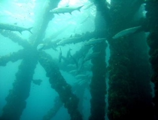 Exploración submarina